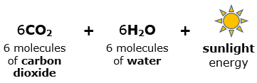 photosynthesis